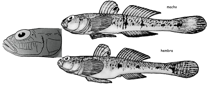 Pomatoschistus minutus_0001.jpg